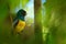 Guianan Trogon, Trogon violaceus, yellow and dark blue exotic tropical bird sitting on thin branch in the forest, Costa Rica.