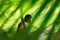 Guianan Trogon, Trogon violaceus, yellow and dark blue exotic tropical bird sitting on thin branch in the forest, Trinidad. Wildli