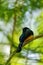 Guianan Trogon, Trogon violaceus, yellow and dark blue exotic tropical bird sitting on thin branch in the forest, Trinidad. Wildli