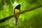 Guianan Trogon, Trogon violaceus, yellow and dark blue exotic tropical bird sitting on thin branch in the forest, Trinidad. Wildli