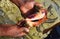 A Guide Demonstrating Chank Shell - Panchmukhi Shankh - Turbinella Pyrum - in Hands - a Sacred Large Seashell with Pointed Ends