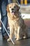 Guide dog is helping a blind man