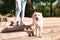 Guide dog helping blind person with long cane going down stairs