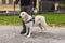 Guide dog helping a visually impaired man to cross the street