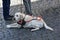 Guide dog waits patiently with his handicapped man