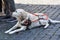 Guide dog waits patiently with his handicapped man