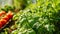 A Guide to Thriving Organic Basil and Tomato Plants in a Greenhouse: Home Gardening and Herb Product