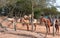 Guided horses are ready for tourists and relaxing in a parking area