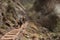 Guided Mule Group Heading Down A Dusty Trail