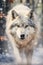 Guided by a Wolf\\\'s Intense Gaze: A Stunning Encounter in the Sno