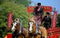 Guildford, England - May 28 2018: Dray or open wooden wagon belonging to Morland Brewery, being pulled by two bay Shire horses in