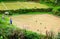 Guilin, China - June 15, 2018: Farmer throwing young rice plant