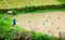 Guilin, China - June 15, 2018: Farmer throwing young rice plant