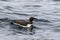 Guillemot