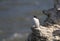 Guillemot auk sat on cliff edge