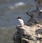 Guillemot auk sat on cliff edge