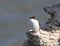 Guillemot auk sat on cliff edge