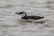 Guillemot bird swimming in winter plumage