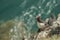 Guillemot on a cliff ledge.