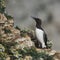 Guillemot on a cliff looking at some daisys