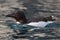 A Guillemot colony, north of Svalbard in the Arctic