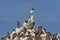 The Guillemot colony perched on Elegug Stack in Pembrokeshire, W