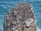 Guillemot colony at Stack Rocks, Pembrokeshire