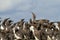 A Guillemot with fish