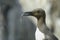 Guillemot portrait with caught fish