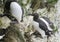 Guillemot Sea Bird Portrait