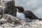 Guillemot sitting on cliff ledge nest