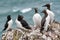 A guillemot Uria aalge on a cliff edge on the Isle of May