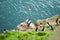 Guillemots on a cliff with sea behind them