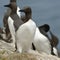 Guillemots or Common Murre