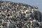 Guillemots, Farne Islands Nature Reserve, England