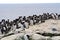 Guillemots, Farne Islands Nature Reserve, England