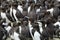 Guillemots, Farne Islands Nature Reserve, England