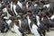 Guillemots, Farne Islands Nature Reserve, England