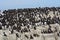 Guillemots, Farne Islands Nature Reserve, England