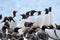 Guillemots, Farne Islands Nature Reserve, England