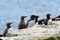 Guillemots, Farne Islands Nature Reserve, England