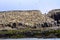 Guillemots, Farne Islands Nature Reserve, England