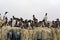 Guillemots, Farne Islands Nature Reserve, England