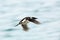 Guillemots flying over the sea