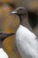 Guillemots - Island of Lunga - Scotland