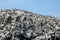 Guillemots and Kittiwakes, cliffs, Farne Islands