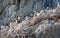 Guillemots and Kittywakes nesting with young on cliff face in Evighedsfjord, Greenland