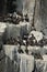 Guillemots nesting on cliff ledges, Farne Islands