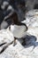 Guillemots on Rock - Isle of May, Scotland