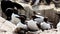 Guillemots seabirds colonies on Scottish islands your hands disinfect them against coronavirus